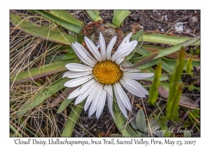 Cloud Daisy