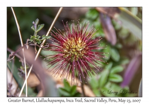 Greater Burnet