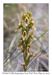 Terrestrial Orchid