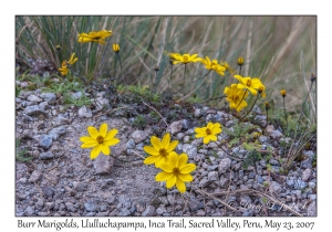 Burr Marigold