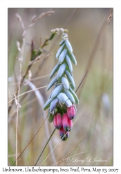 Unknown Flower