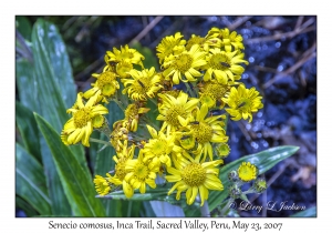 Senecio comosus