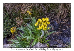 Senecio comosus