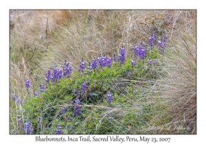 Bluebonnet