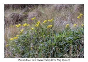 Senecio comosus