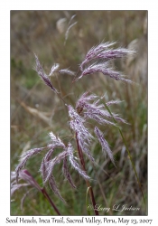 Seed Heads