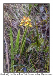 Golden Cyrtochilum (Orchid)