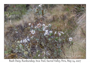 Bush Daisy