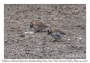 Rufous-collared Sparrow