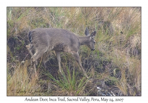 Andean Deer