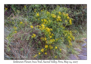 Senecio comosus