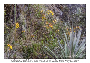 Golden Cyrtochilum (Orchid)