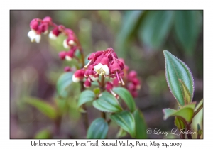 Unknown Flower