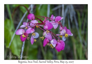 Begonia