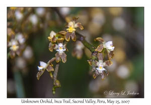 Unknown Orchid