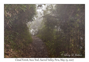 Cloud Forest