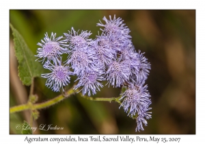 Ageratum conyzoides