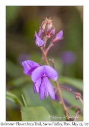 Unknown Flower