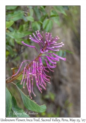 Unknown Flower