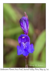 Unknown Flower
