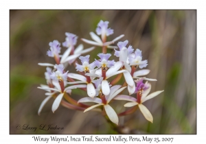 'Winay Wayna' (Orchid)