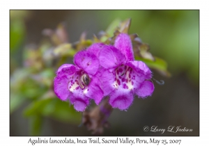 Agalinis lanceolata