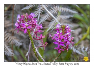 'Winay Wayna' (Orchid)