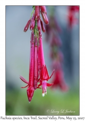 Fuchsia species