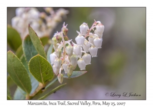 'Manzanita'