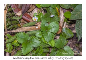 Wild Strawberry