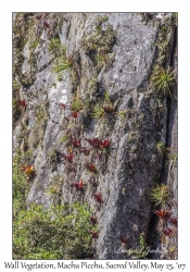 Wall Vegetation