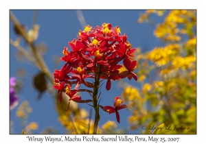 'Winay Wayna' (Orchid)