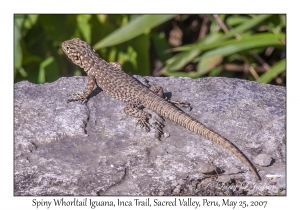 Spiny Whorltail Iguana