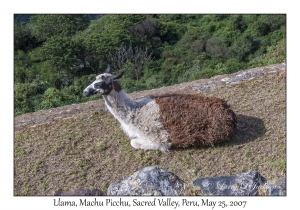 Llama