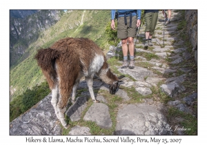 Hikers & Llama