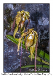 Phragmipedium caudatum (Orchid)