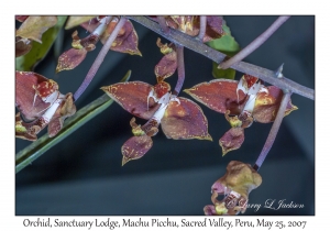 Gongora quinquinervis (Orchid)
