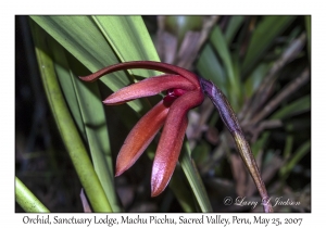 Maxillaria aff nigrescens (Orchid)