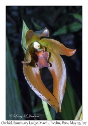 Xylobium cf elatum (Orchid)