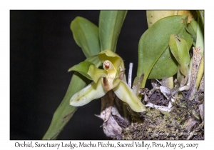 Ida fimbriata (Orchid)
