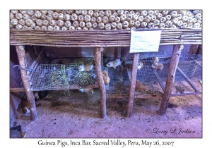 Guinea Pigs