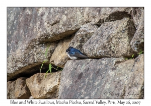 Blue-and-White Swallows