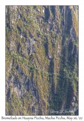 Bromeliads on Huayna Picchu