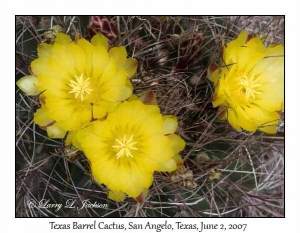 Texas Barrel Cactus