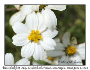 Plains Blackfoot Daisy