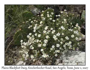 Plains Blackfoot Daisy