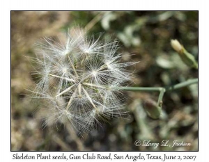 Skeleton Plant, seeds