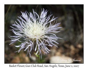 Basket Flower