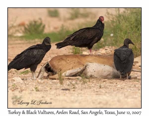 Turkey & Black Vultures