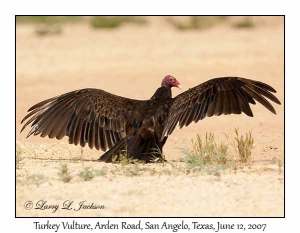 Turkey Vulture